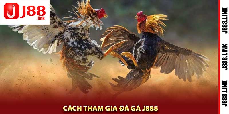 đá gà j888