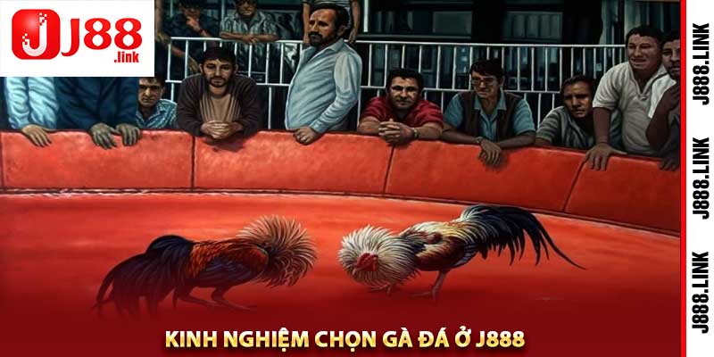 gà đá ở j888