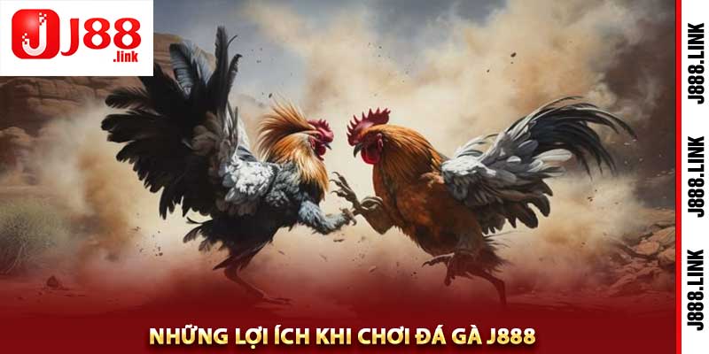 đá gà j888